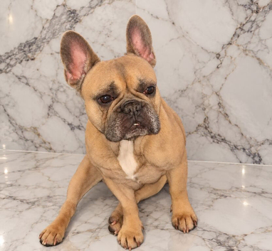French bulldog