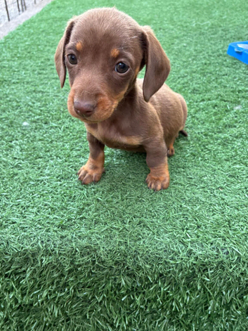 Miniature dachsund