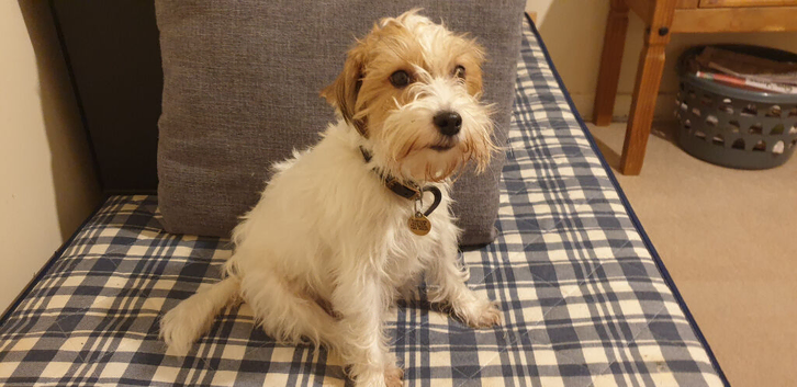 Registered Parson Terrier Bitch.
