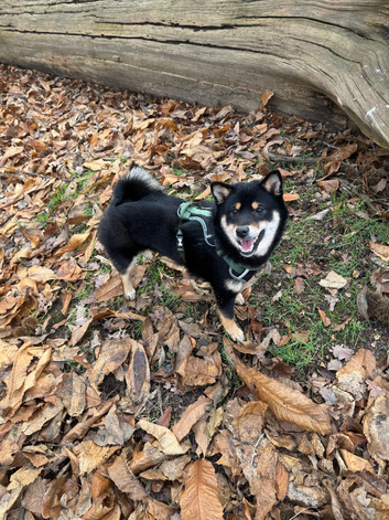 Black and Tan female