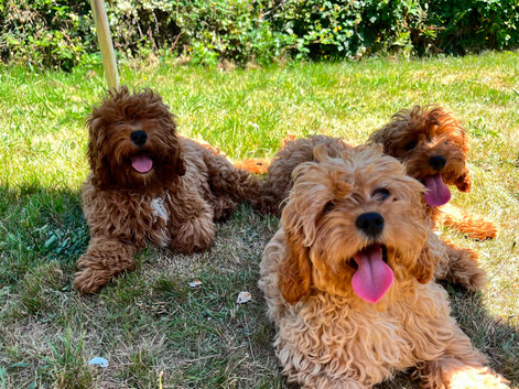 F1 Beautiful cavapoo puppies
