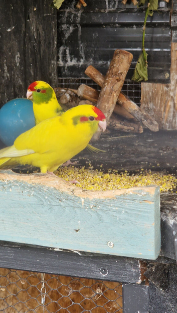 4 kakariki chicks ready now &pound;55 each