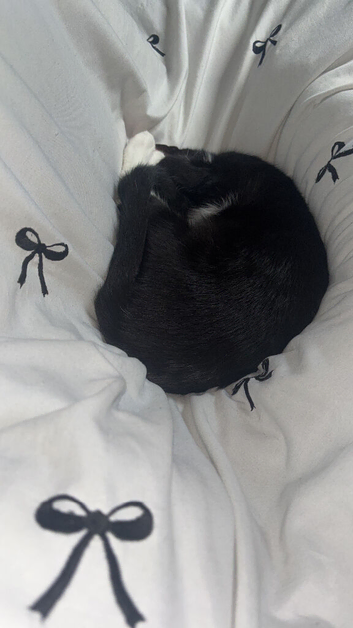 Male kitten 7 months