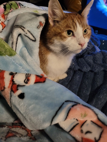 8 year old male ginger
