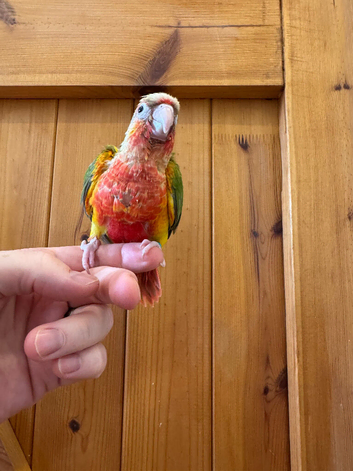 Silly Tame Conure Babies For Sale