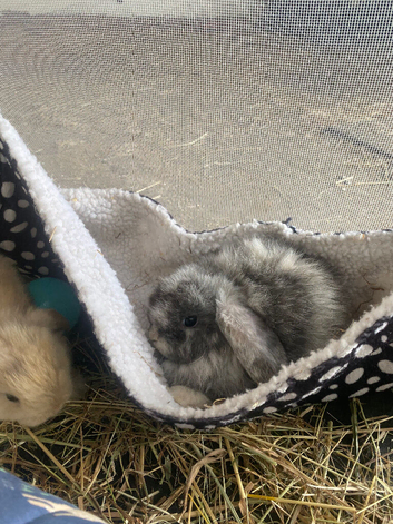 Mini lop harlequin litter. Ready 22nd August.