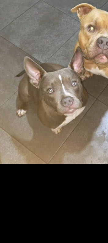 Female pocket Bully