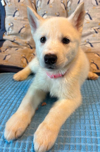 Female White Husky Pup looking for their forever home!