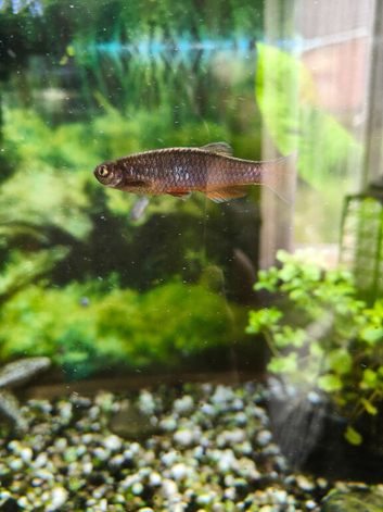 Danio needing a new home