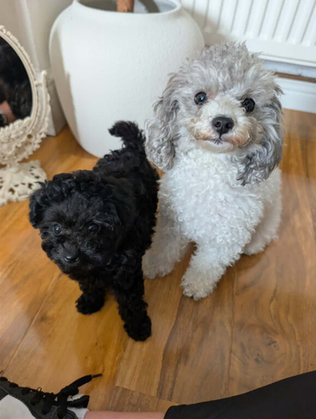 Asian toy poodle girls available