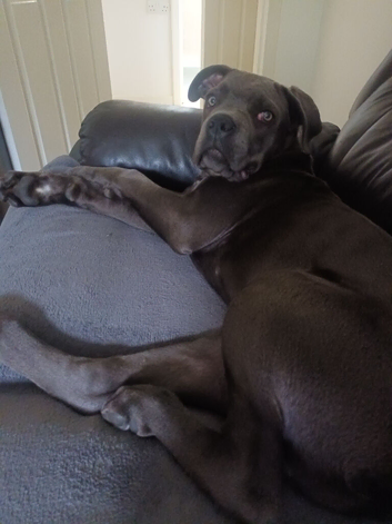 4mth male pup