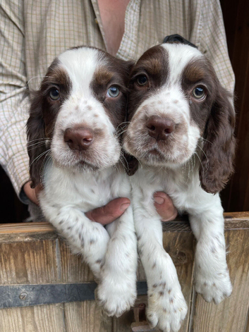 Beautiful cocker puppies , health tested parents