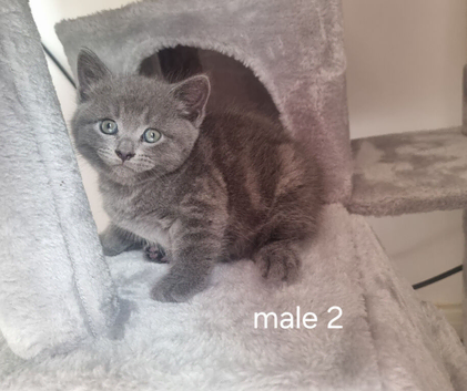 British shorthair kittens