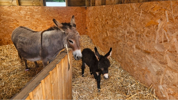 Mediterranean miniature donkey foal