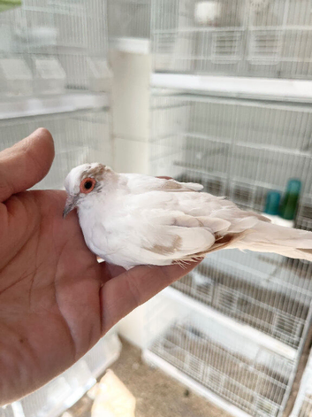 Pied diamond dove cock bird for sale