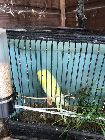 Lutino hen budgie