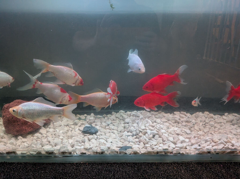 For Sale
