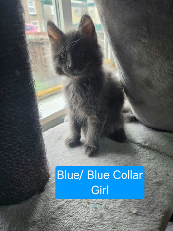 3 Beautiful Maine Coon Kittens