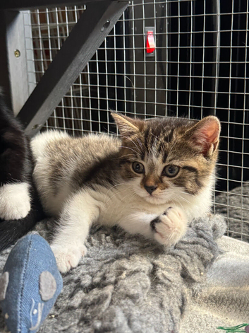 BSH x kittens
