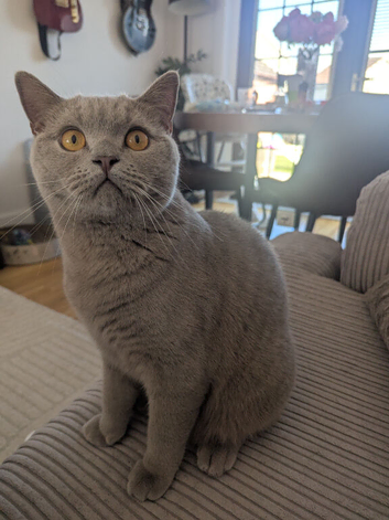Lilac British shorthair