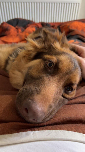 Beautiful liver and tan girl