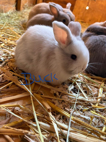 Chocolate carrier mini lop babies