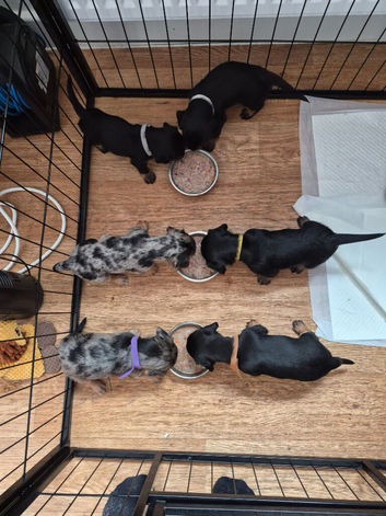 Dachshund x yorkshire terrier