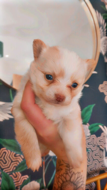 Chihuahua available to leave 10th June