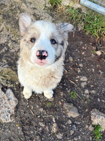 Collie pups for sale