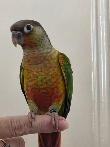 Hand reared yellowsided gcc