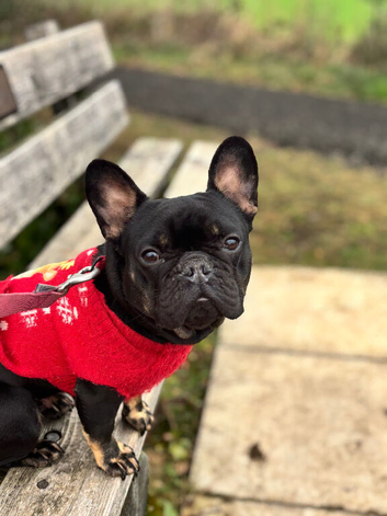 7 Beautiful French Bulldogs