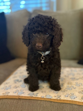 Ready to leave chocolate boy!!!
