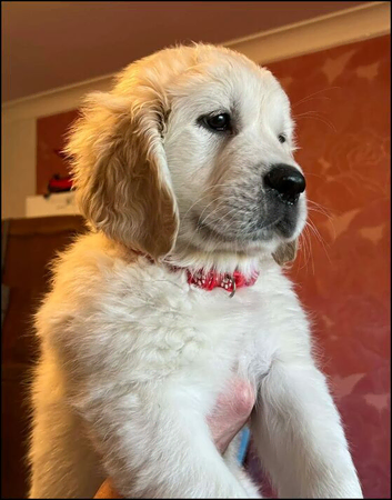Golden Retriever Puppies