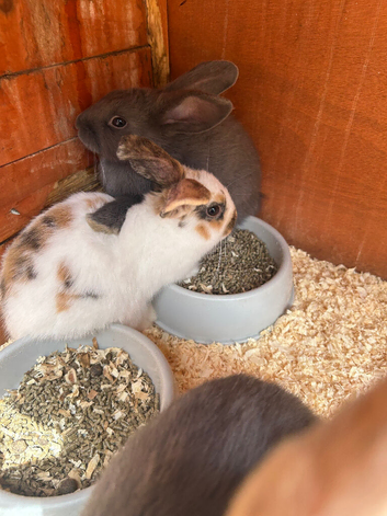 Beautiful lop babies