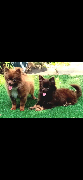 2 beautiful pomchi/pomeranian
