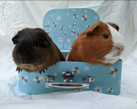 Powys Small Pet Boarding