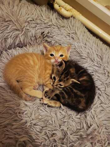 3 kittens avaliable