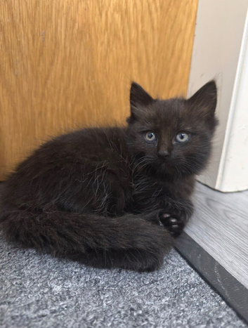 Beautiful Kitten Ragdoll & British Shorthair mix