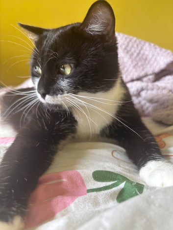 One year old Male Cat looking for a new home