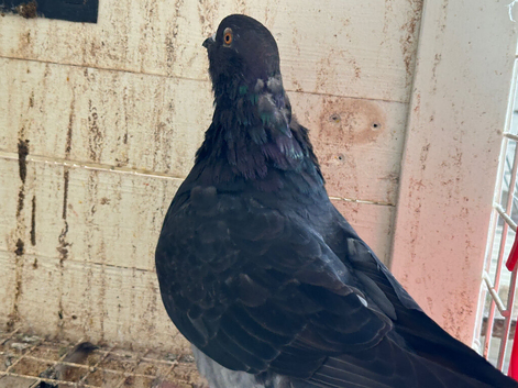 German tippler male