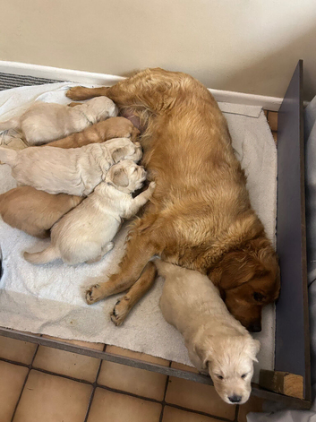 Golden Retriever puppies for sale