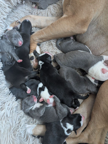 12 gorgeous cross puppies for sale. Dad was pedigree blue/white border collie. Mum is Italian bullmastiff/French mastiff