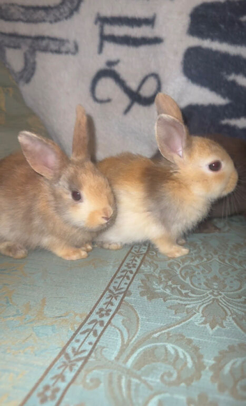 Rex lop ear mix