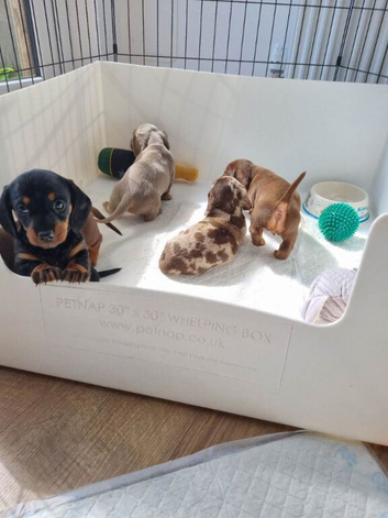 lovely miniature dachshunds puppies for sale