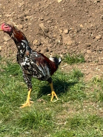 Aseel cross shamo cock bird 8 months old