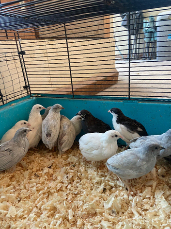 Pol Chinese painted quail