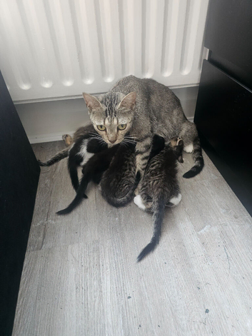 Kittens for sale