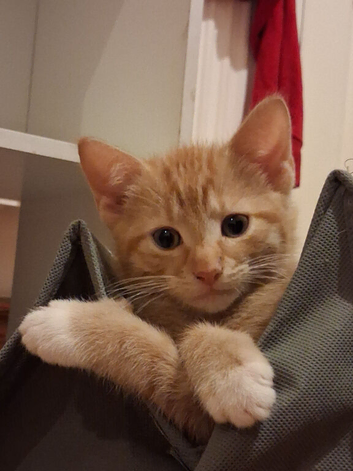 Maincoon X back up to rehome