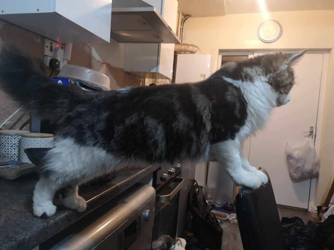 3 beautiful main coon mix kittens