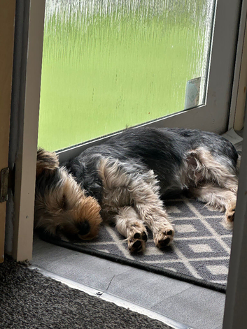 Yorkshire Terrier Boy